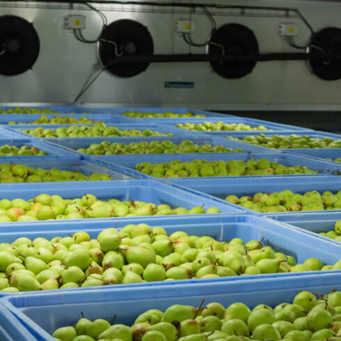 FRUIT RIPENING COLD ROOMS